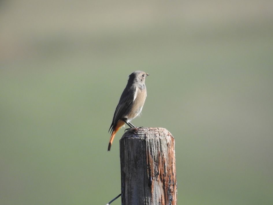 Roodstaart/gekraagde roodstaart